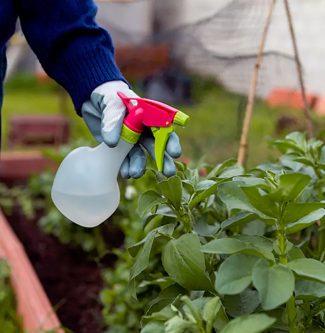 Why Belleville Relies on Belleville Pest Control Pro for Wasp Control Services?