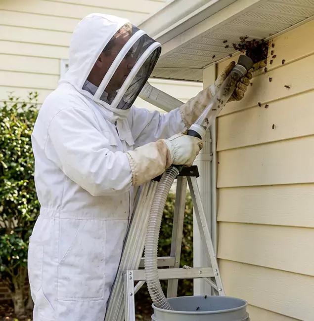 Why Belleville Trusts Belleville Pest Control Pro for Wasp Control?