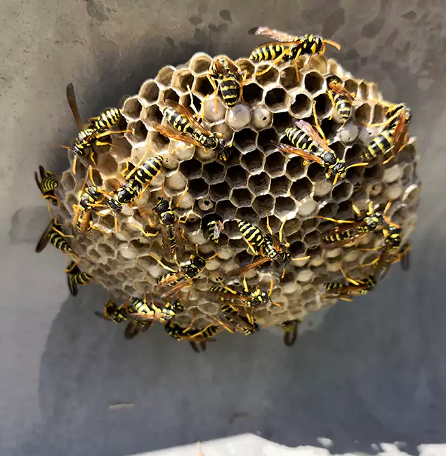 Why Belleville Chooses Belleville Pest Control Pro for Wasp Control Services?