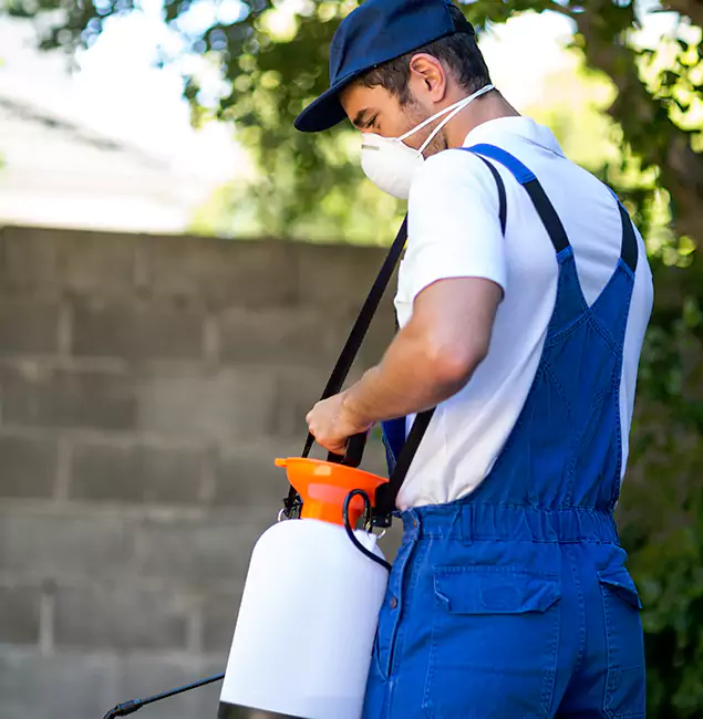 Why Belleville Pest Control Pro Is the Right Choice for Yellow Jacket Removal in Belleville, NJ?
