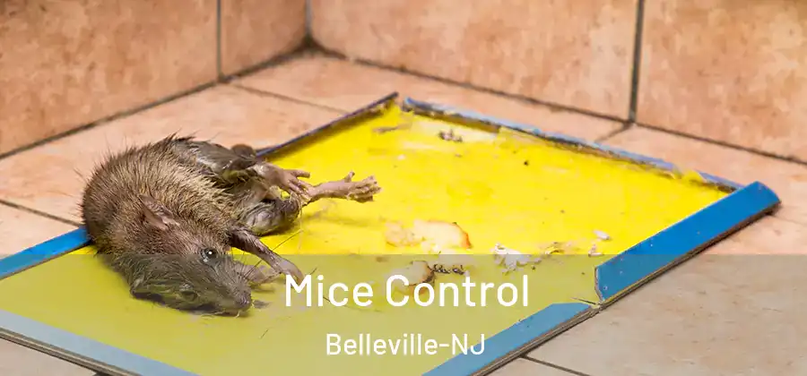 Mice Control Belleville-NJ
