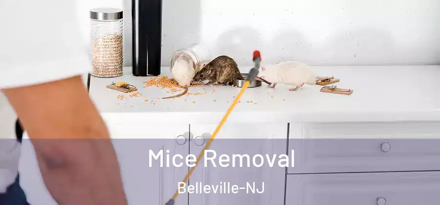 Mice Removal Belleville-NJ