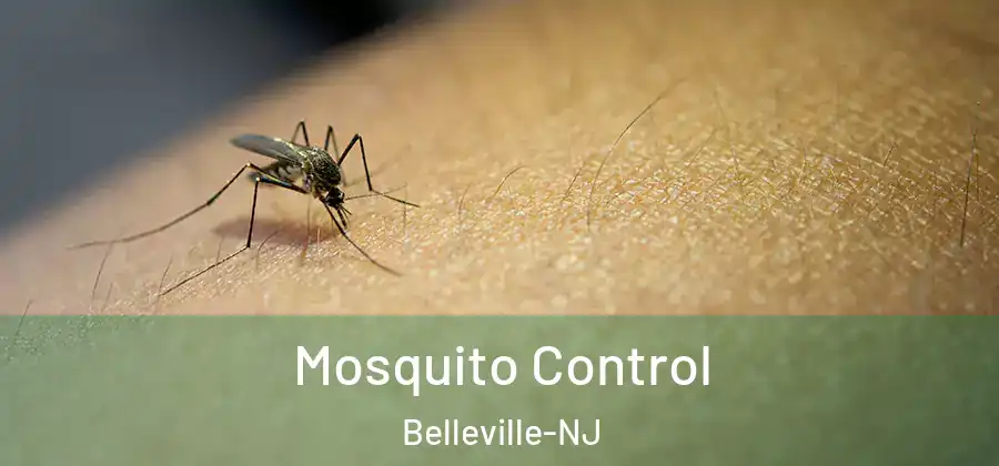 Mosquito Control Belleville-NJ
