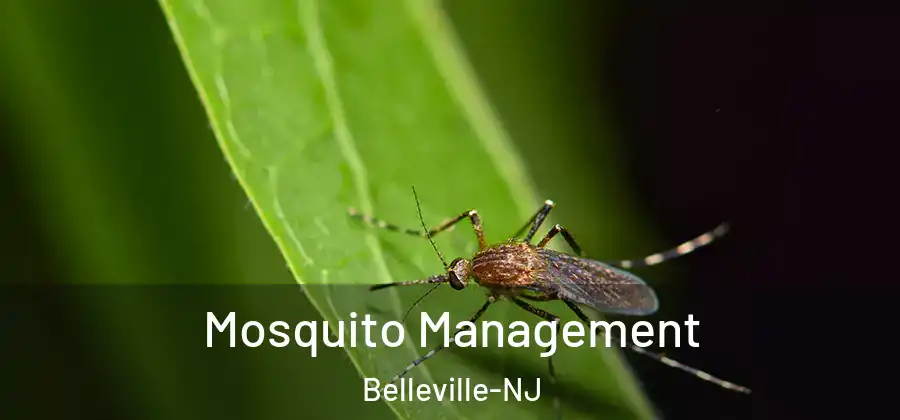 Mosquito Management Belleville-NJ