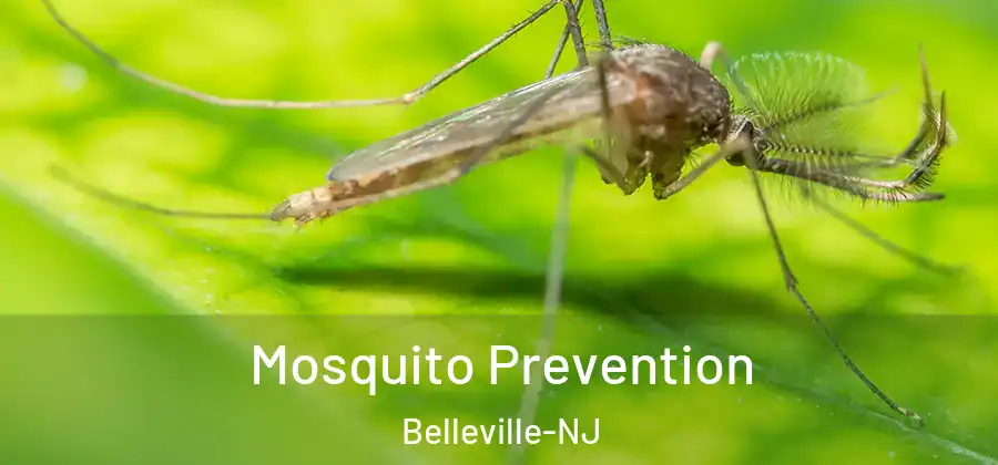 Mosquito Prevention Belleville-NJ