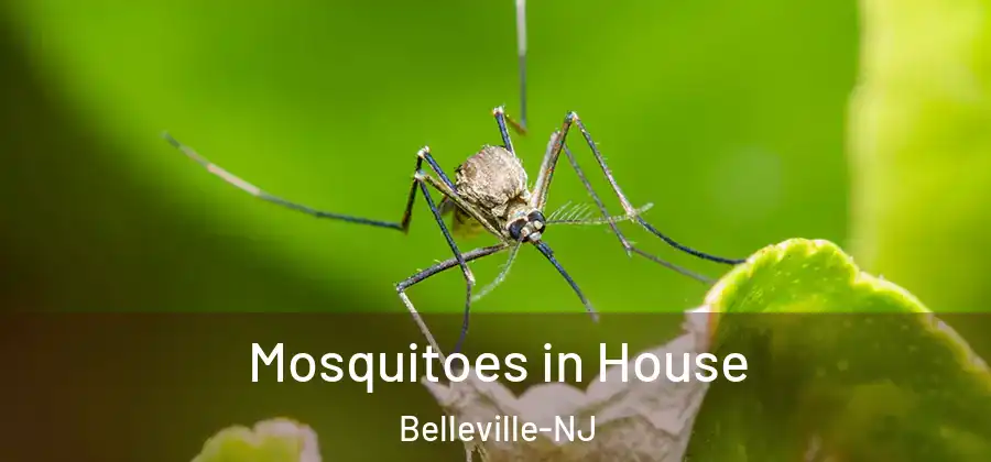Mosquitoes in House Belleville-NJ