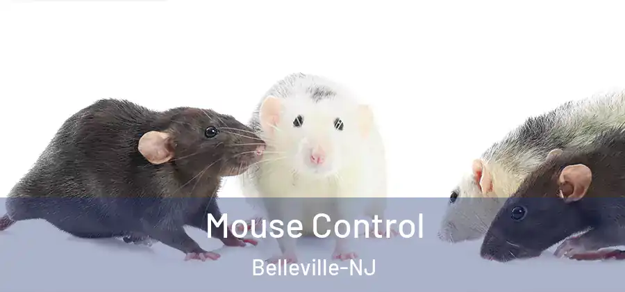 Mouse Control Belleville-NJ