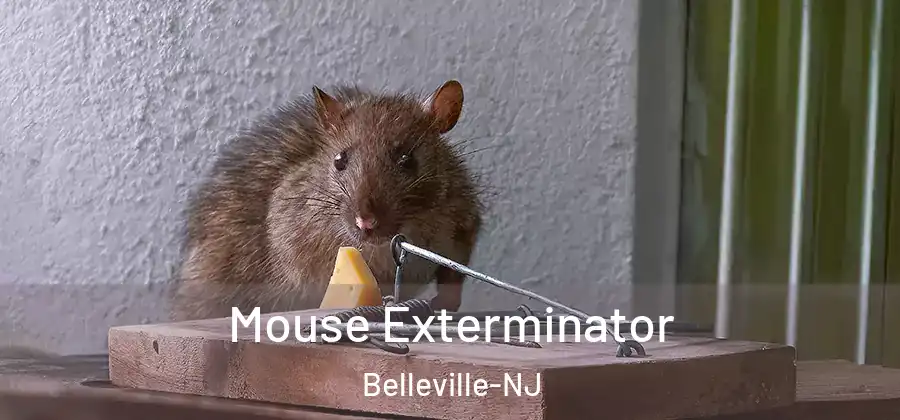 Mouse Exterminator Belleville-NJ