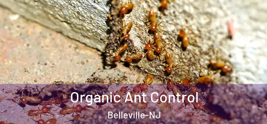 Organic Ant Control Belleville-NJ
