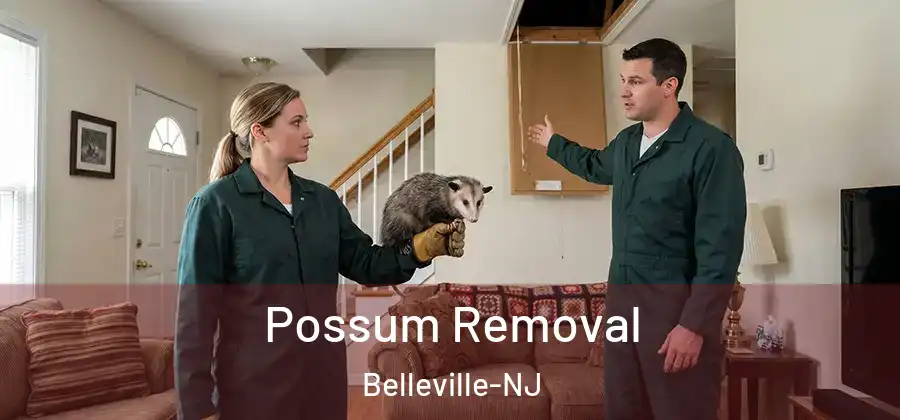 Possum Removal Belleville-NJ