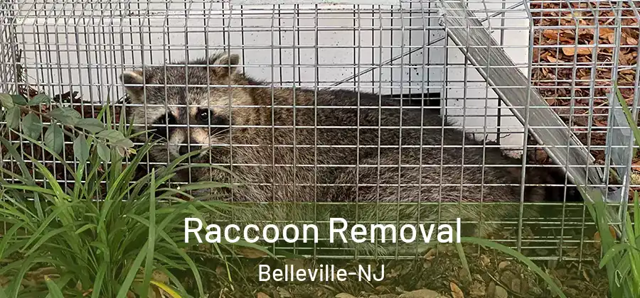 Raccoon Removal Belleville-NJ
