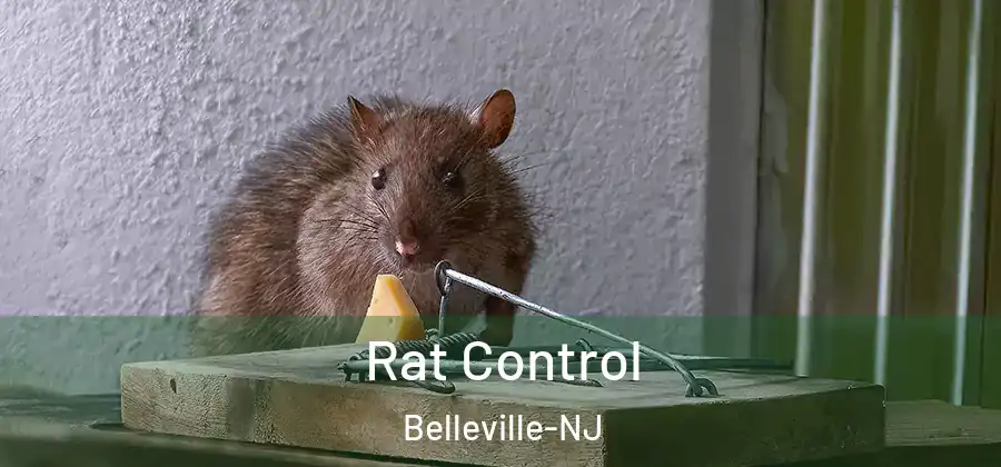 Rat Control Belleville-NJ