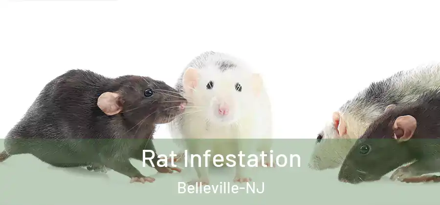 Rat Infestation Belleville-NJ