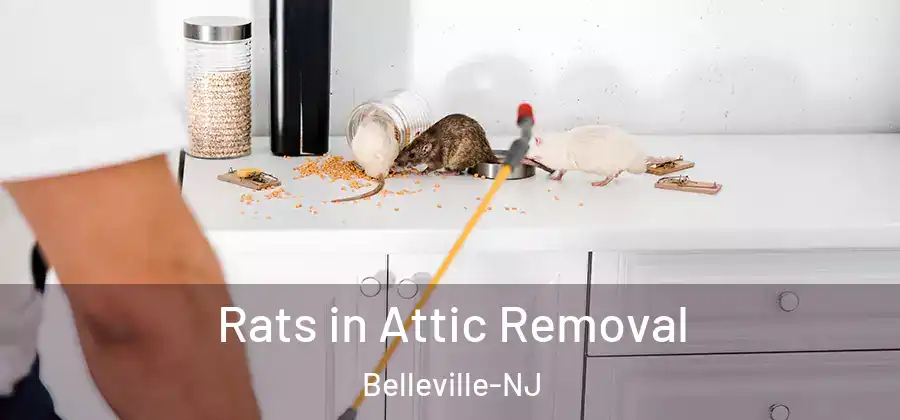 Rats in Attic Removal Belleville-NJ