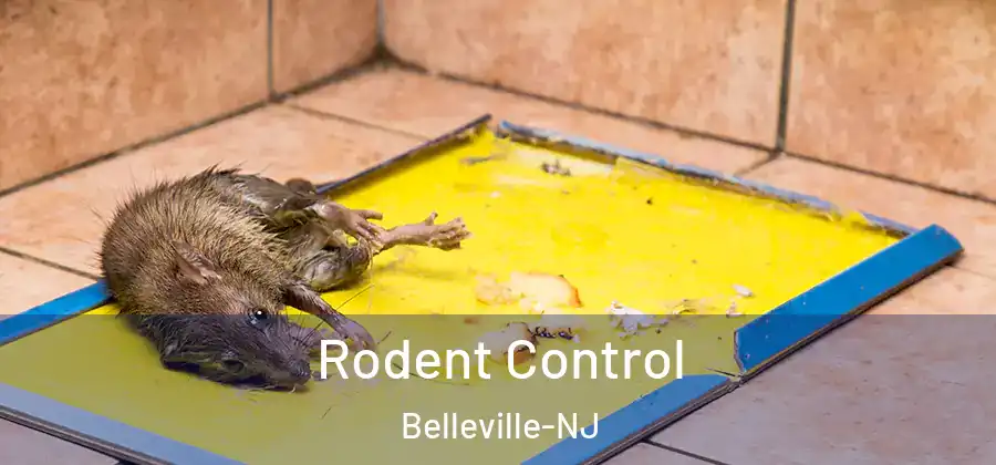 Rodent Control Belleville-NJ