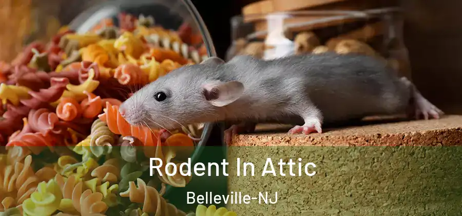 Rodent In Attic Belleville-NJ