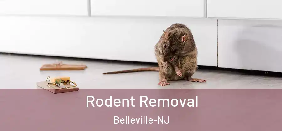 Rodent Removal Belleville-NJ