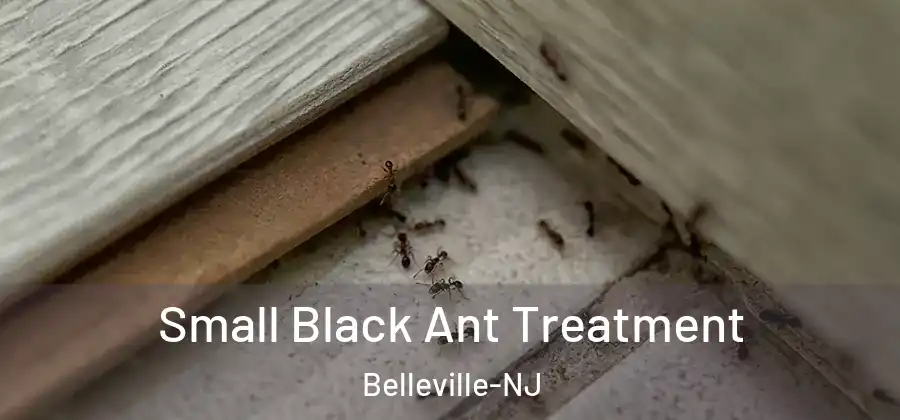 Small Black Ant Treatment Belleville-NJ