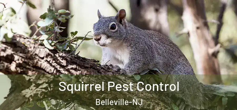 Squirrel Pest Control Belleville-NJ
