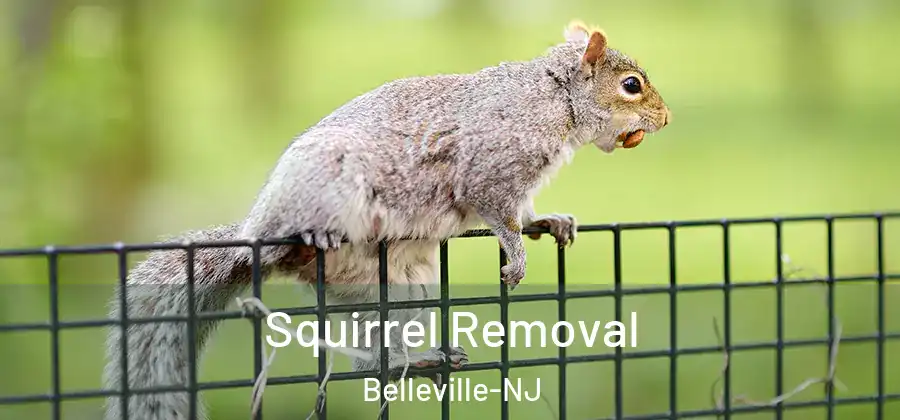  Squirrel Removal Belleville-NJ