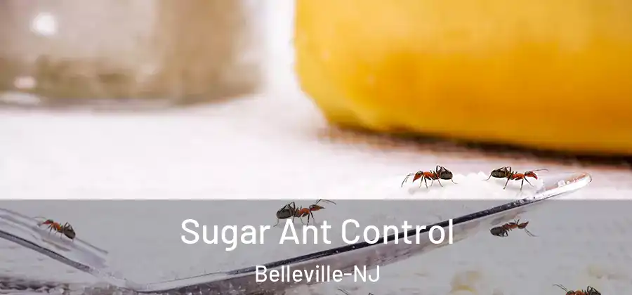 Sugar Ant Control Belleville-NJ