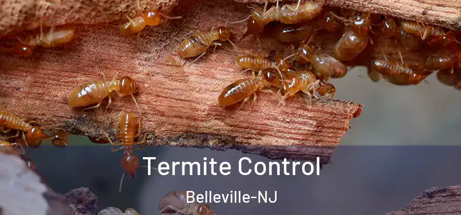 Termite Control Belleville-NJ