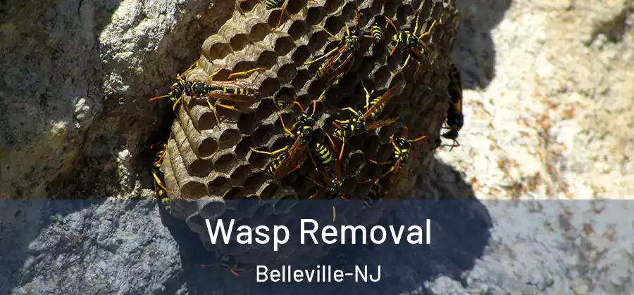 Wasp Removal Belleville-NJ