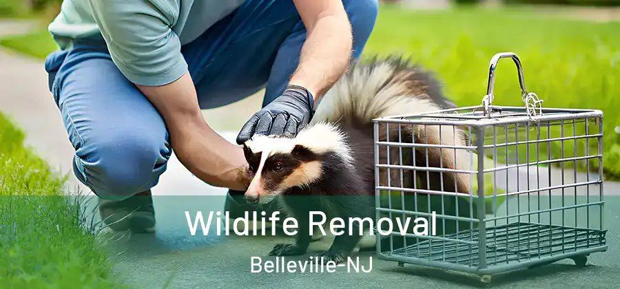 Wildlife Removal Belleville-NJ