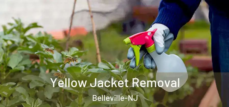 Yellow Jacket Removal Belleville-NJ